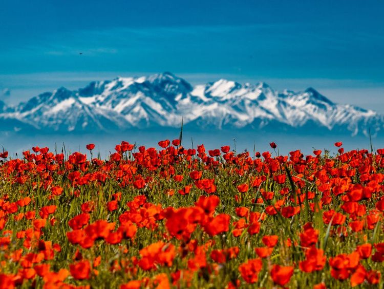Маковые поля Киргизии. Весенний тур на озеро Иссык-Куль.