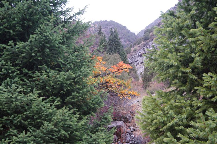 Экскурсия в Ала-Арчу и Чункурчак на 1 день