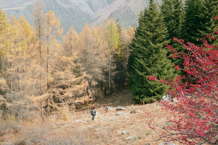 Выезд в Ала-Арчу и экскурсия по Бишкеку с посещением Музея