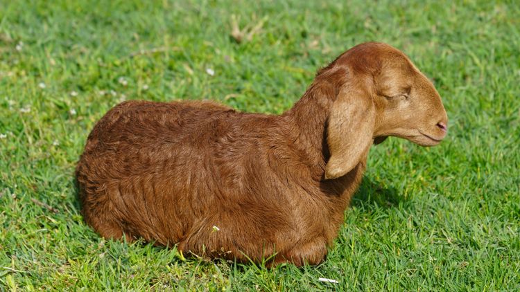 Всемирные Игры Кочевников 2026 — тур в Кыргызстан