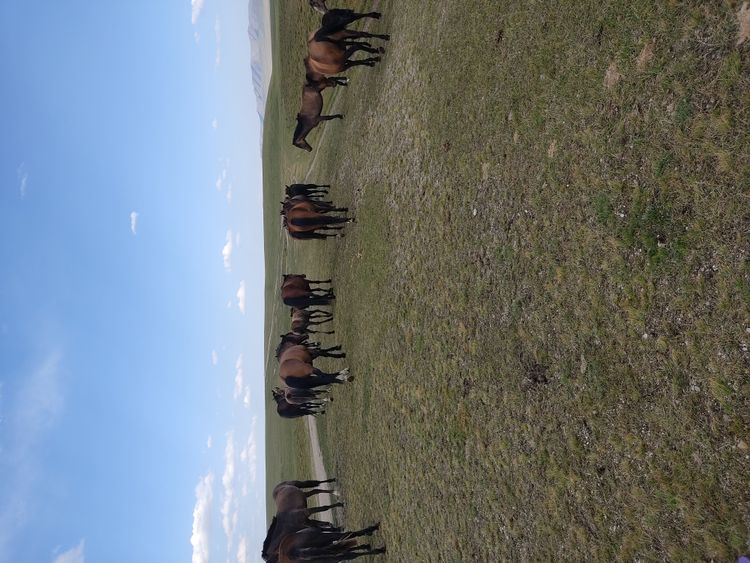 Экскурсия из Бишкека до башни Бурана и ущелье Кегеты