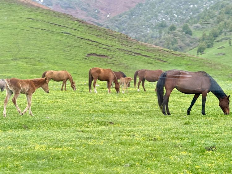 Выезд в Бишкек